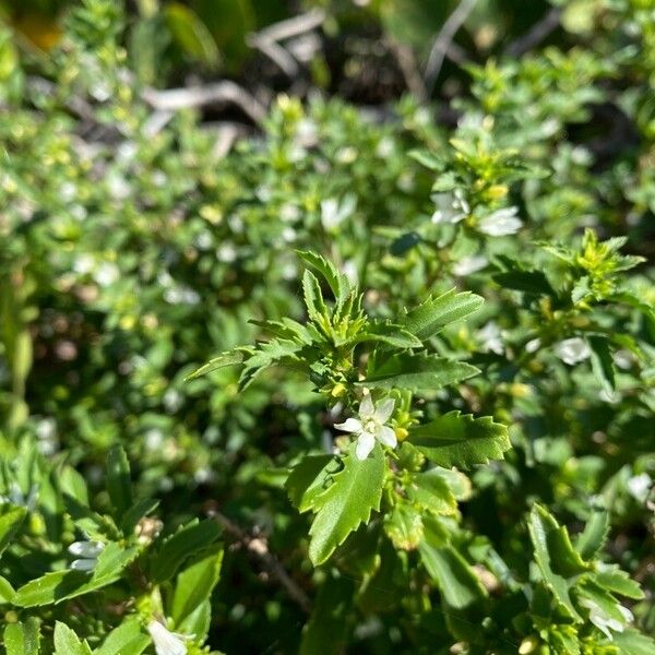 Capraria biflora Leaf