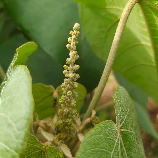 Croton urucurana Flor