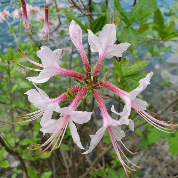 Rhododendron periclymenoides 花