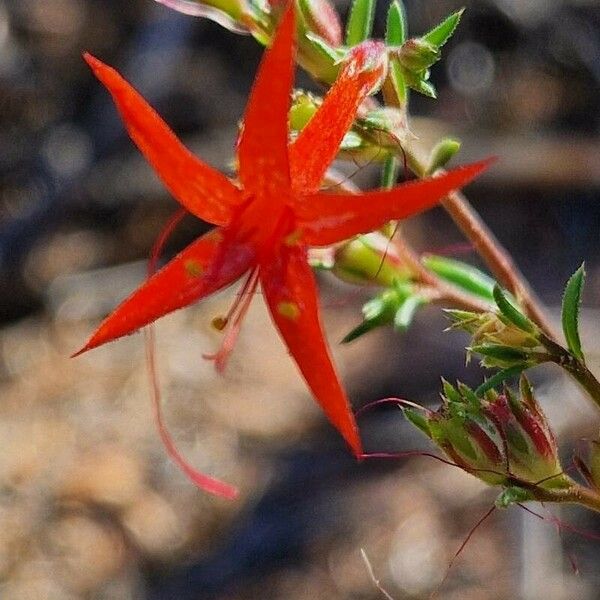 Ipomopsis aggregata Flors