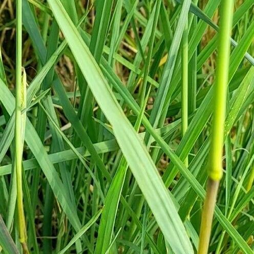 Paspalum urvillei Leaf