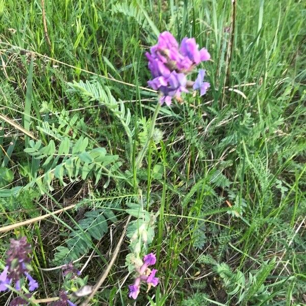 Oxytropis strobilacea പുഷ്പം