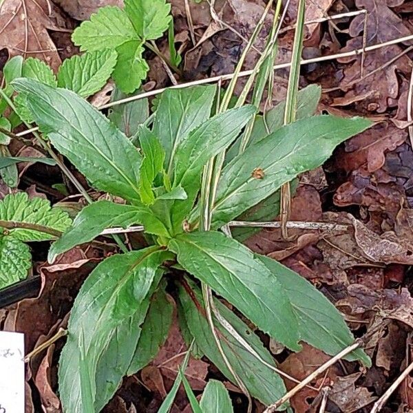 Epilobium obscurum Blatt