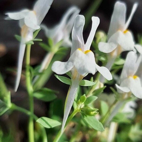 Linaria triphylla Blüte