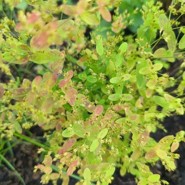 Hypericum mutilum Hoja