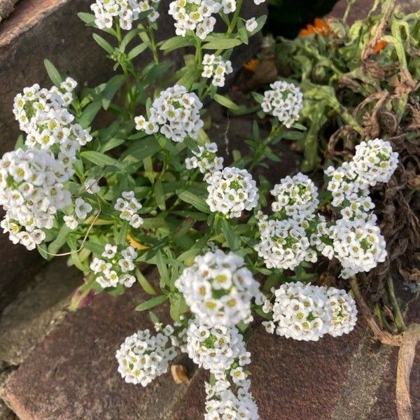 Lobularia maritima Žiedas