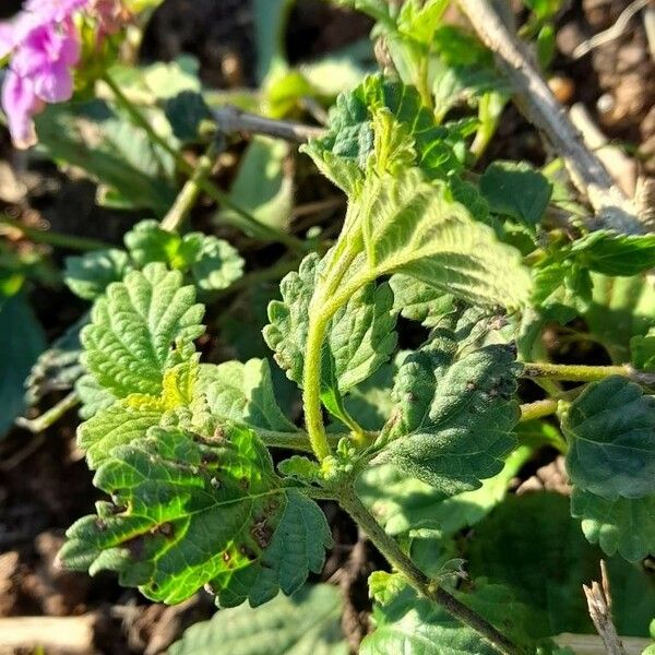 Lantana montevidensis Blad