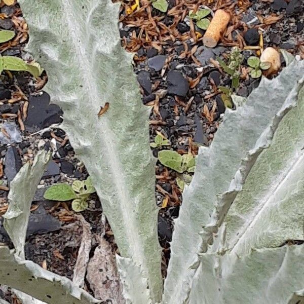 Onopordum acanthium Leaf