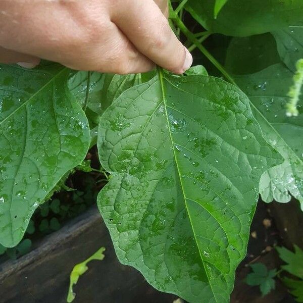 Agrimonia striata Leaf