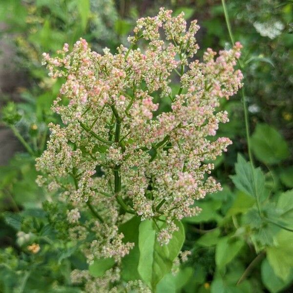 Rumex rugosus फूल