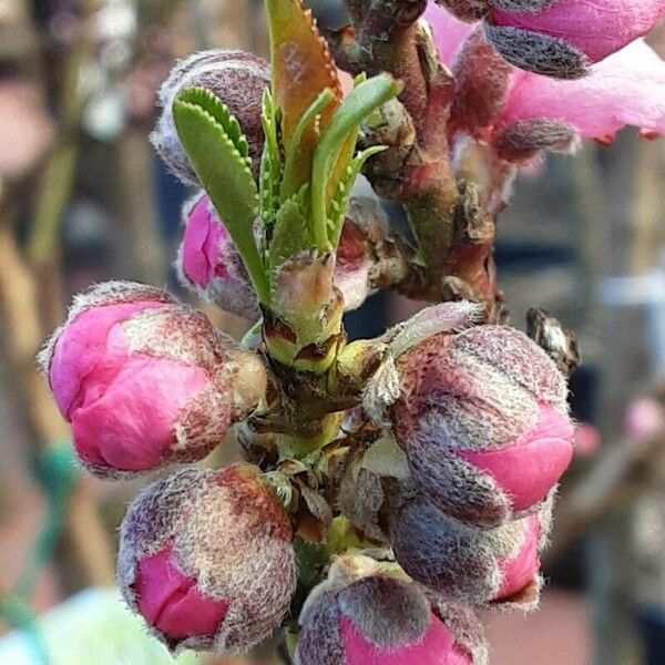 Prunus persica Cvet