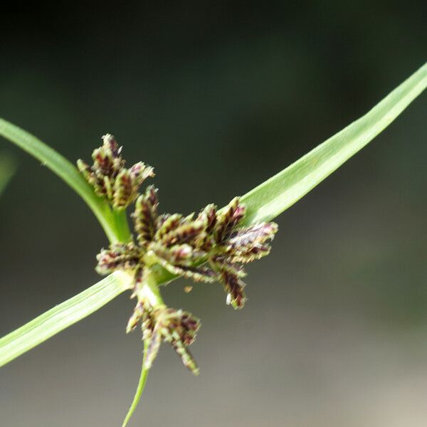 Cyperus fuscus Blomma
