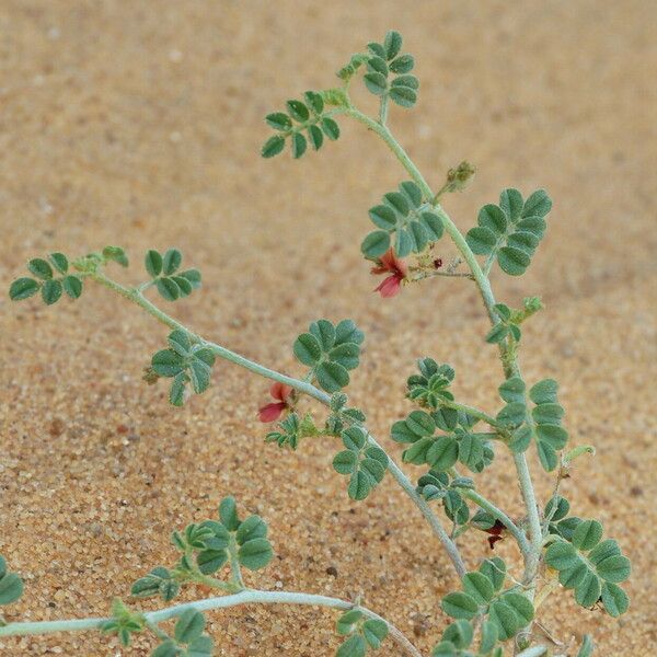 Indigofera argentea Інше