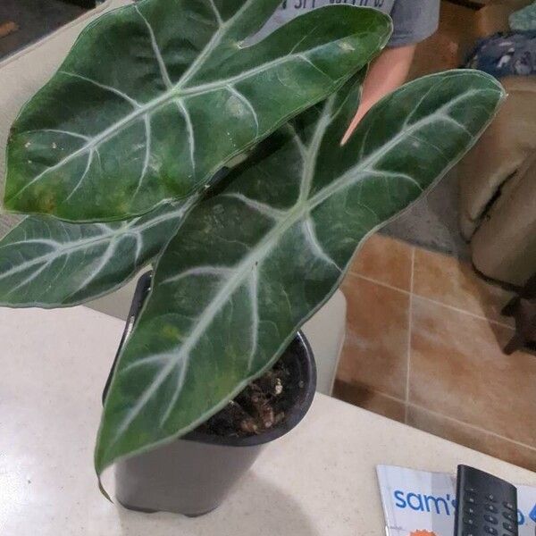 Alocasia longiloba Foglia