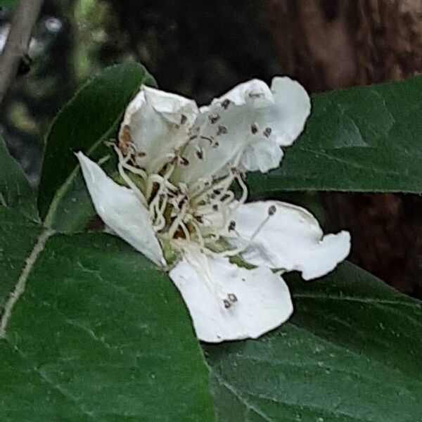 Crataegus germanica Kvet