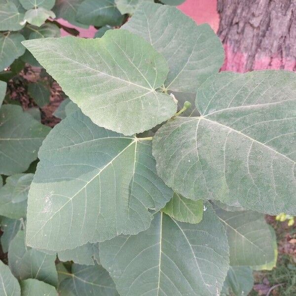 Ficus palmata Leaf