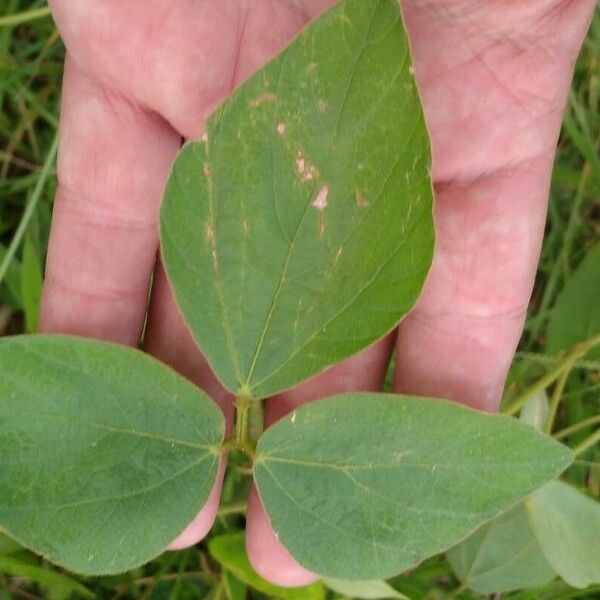 Calopogonium mucunoides Листок