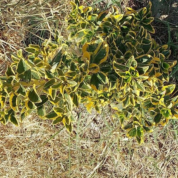 Ligustrum ovalifolium Leht