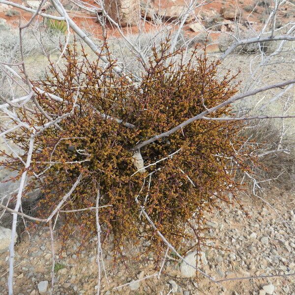 Phoradendron californicum (Acacia mistletoe)