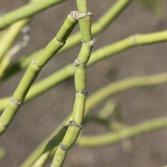 Cynanchum viminale Bark