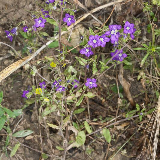 Legousia speculum-veneris Лист