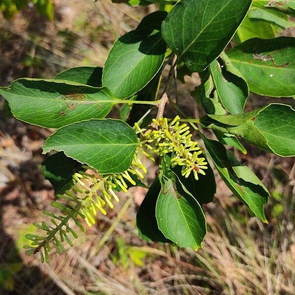 Roupala montana Blomst