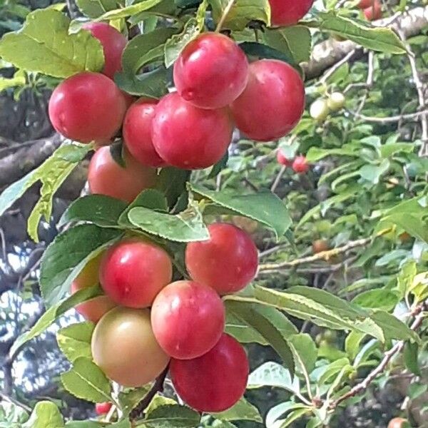 Prunus domestica Fruit