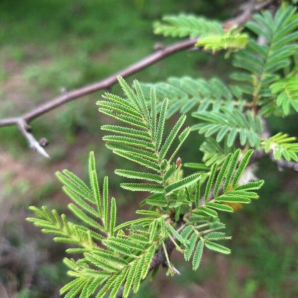 Dichrostachys cinerea Feuille