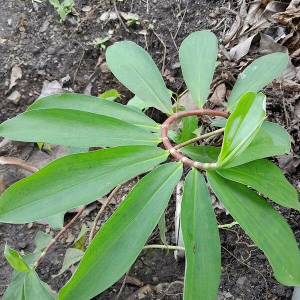 Hellenia speciosa Kabuk