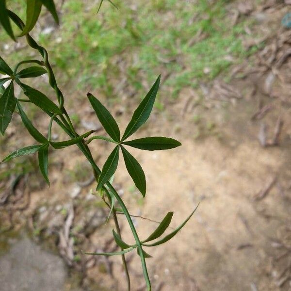 Ipomoea subrevoluta Φύλλο