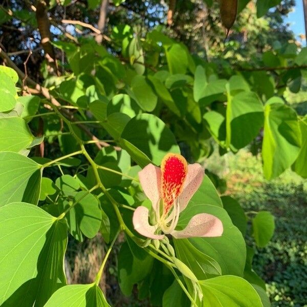 Bauhinia monandra Blomst