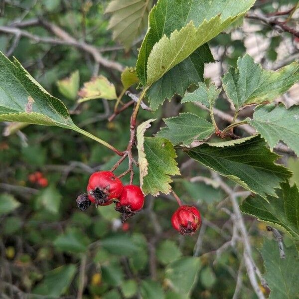 Crataegus douglasii Frugt