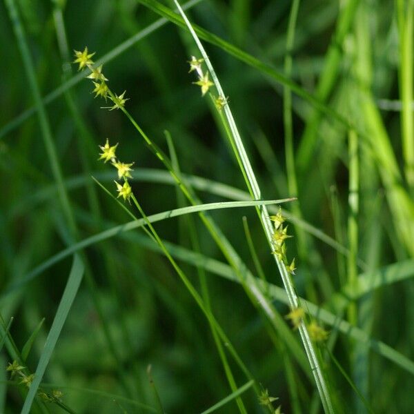 Carex echinata Cvet