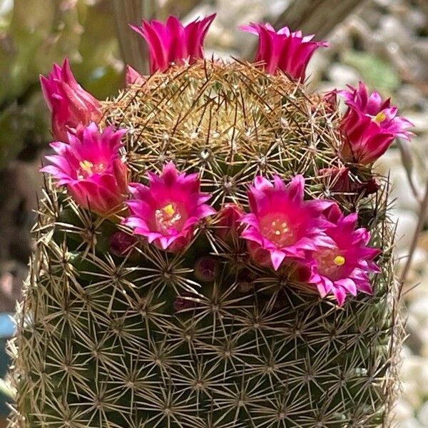 Mammillaria matudae Flower