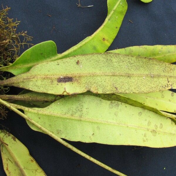 Elaphoglossum moranii Leaf