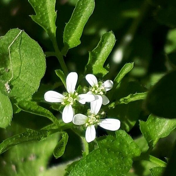 Cardamine flexuosa Flower