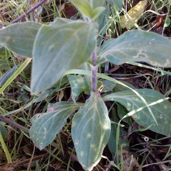 Silene latifolia برگ