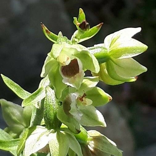 Epipactis muelleri Çiçek