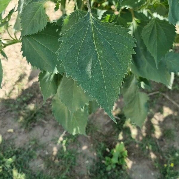 Iva xanthiifolia Ліст