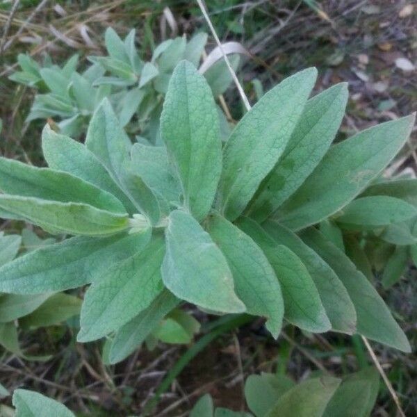 Cistus albidus Leaf