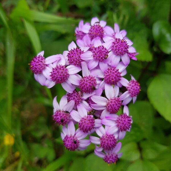 Pericallis aurita 花