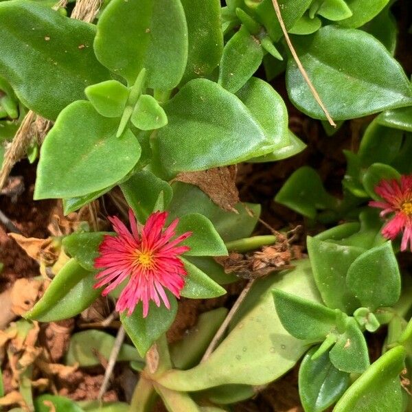 Mesembryanthemum cordifolium Flor