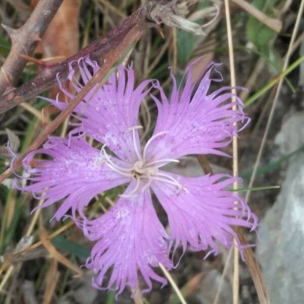 Dianthus hyssopifolius Цветок