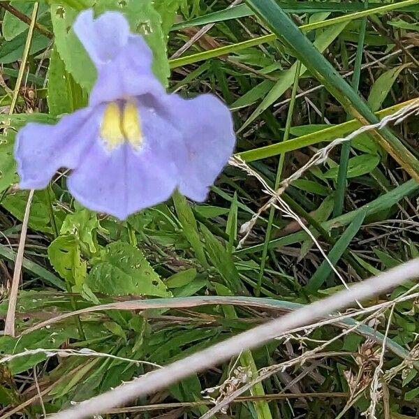 Mimulus ringens Flors