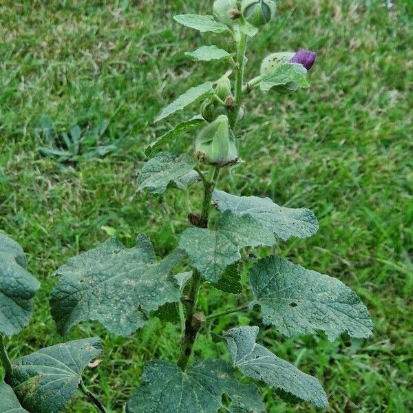 Alcea setosa Hábito