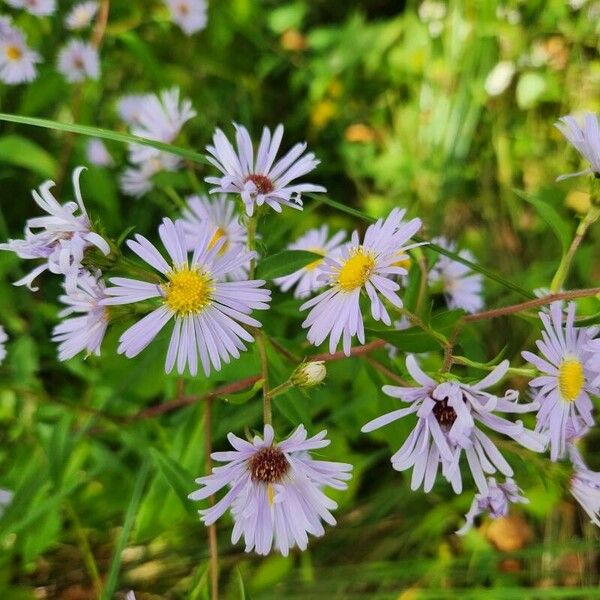 Symphyotrichum puniceum Blüte