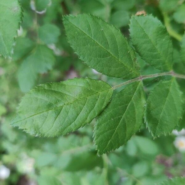 Rosa multiflora Leaf