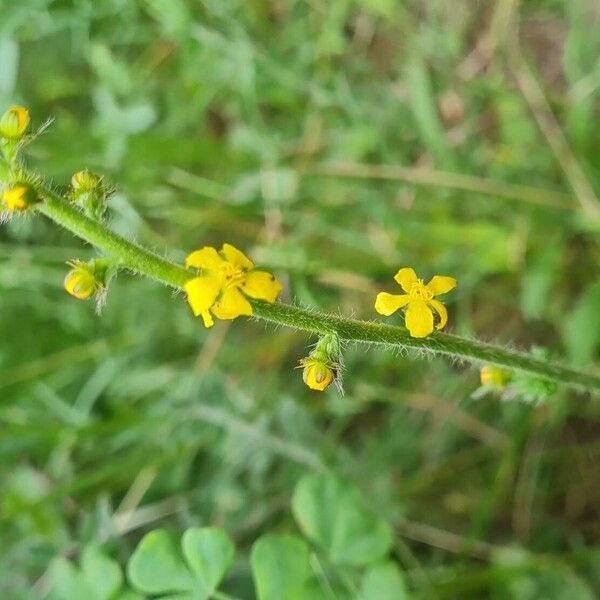 Agrimonia eupatoria 花