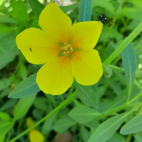 Ludwigia grandiflora Flower