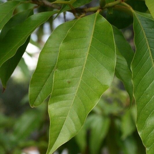 Michelia champaca Leaf